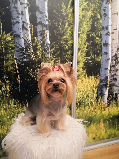 Psi-Styl strzyżenie psów i kotów